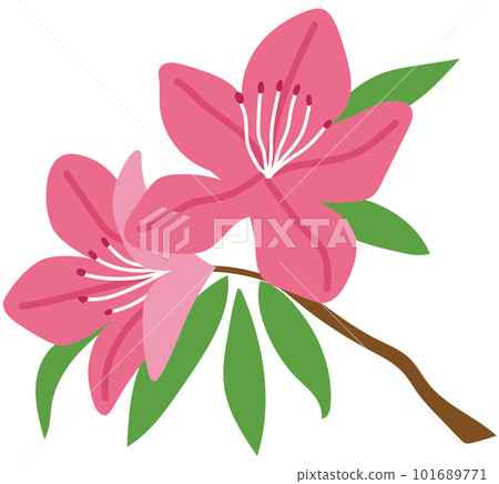 Azalea plant flower Azalea plant flower 101689771