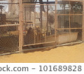 camel in cage 101689828