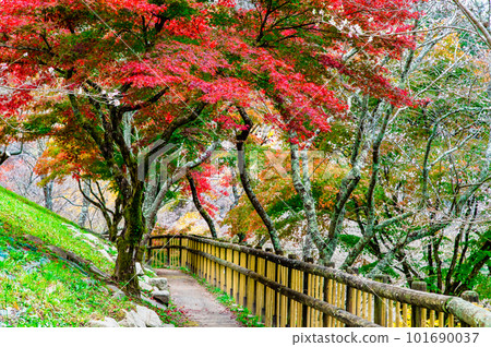 愛知小原四季櫻~紅葉與櫻花的較量~ 愛知小原四季櫻~紅葉與櫻花的較量~ 101690037