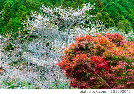 愛知小原四季櫻~紅葉與櫻花的較量~ 愛知小原四季櫻~紅葉與櫻花的較量~ 101690042
