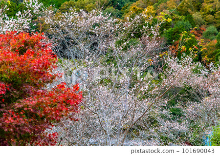 愛知小原四季櫻～紅葉與櫻花的較量～ 101690043