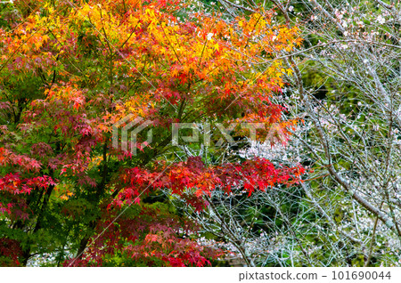愛知小原四季櫻~紅葉與櫻花的較量~ 愛知小原四季櫻~紅葉與櫻花的較量~ 101690044