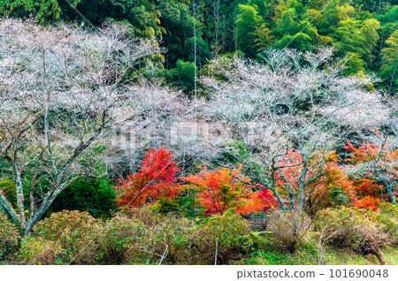 愛知小原四季櫻~紅葉與櫻花的較量~ 愛知小原四季櫻~紅葉與櫻花的較量~ 101690048