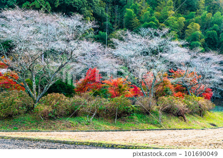 愛知小原四季櫻~紅葉與櫻花的較量~ 愛知小原四季櫻~紅葉與櫻花的較量~ 101690049