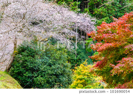 愛知小原四季櫻～紅葉與櫻花的較量～ 101690054