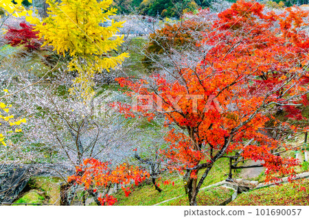 愛知小原四季櫻～紅葉與櫻花的較量～ 101690057