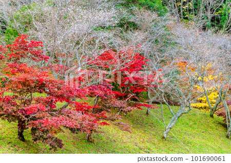 愛知小原四季櫻～紅葉與櫻花的較量～ 101690061