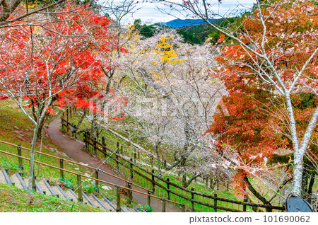 愛知小原四季櫻～紅葉與櫻花的較量～ 101690062