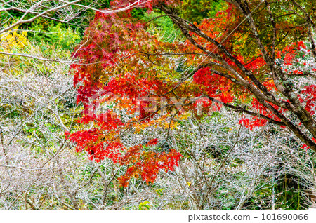 愛知小原四季櫻～紅葉與櫻花的較量～ 101690066