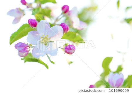 apple blossom flower flowering apple bud tohoku iwate prefecture takizawa city 101690099