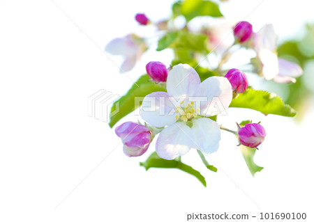 apple blossom flower flowering apple bud tohoku iwate prefecture takizawa city 101690100
