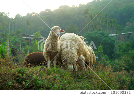 A flock of sheep in a village A flock of sheep in a village 101690381