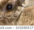 rabbit with cataract 101690417