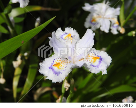 Shaga的花朵 101690910