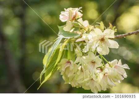 春天 Utsukin（薑黃櫻花）的形象 101690935