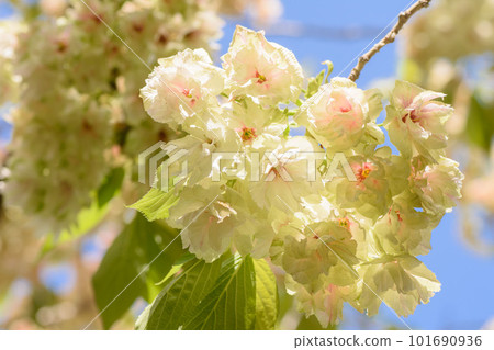 春天 Utsukin（薑黃櫻花）的形象 101690936