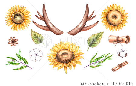 Sunflower watercolor set, cotton, antlers in vintage style on a white background 101691016
