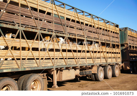 Cows being transported by heavy trucks in Australia Cows being transported by heavy trucks in Australia 101691073