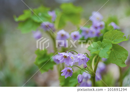 罕見的戶學秀馬 101691294