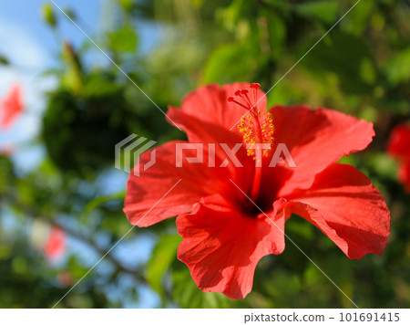 沖繩紅木槿歡快地綻放 101691415