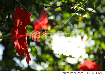 Okinawa red hibiscus in the morning sun Okinawa red hibiscus in the morning sun 101691421