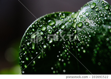 Green leaf with water drops for background 101691522