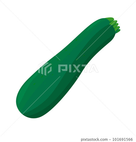 矢量圖的西葫蘆。 101691566