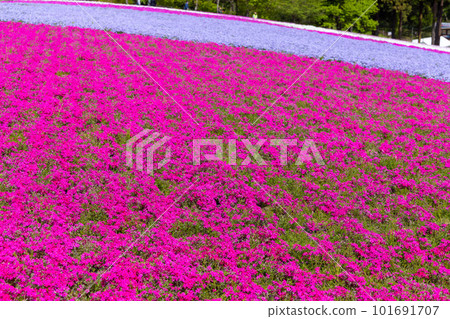 Moss phlox at Hitsujiyama Park Moss phlox at Hitsujiyama Park 101691707