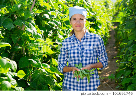 Female grower with ripe pods of green beans on vegetable garden 101691746