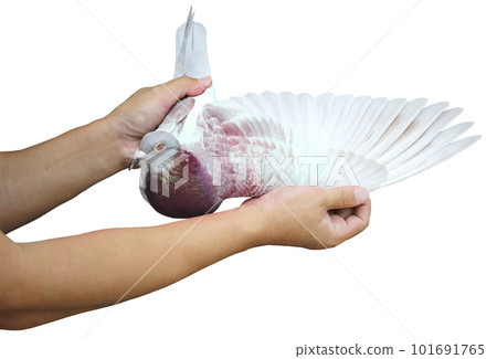 hand holding homing pigeon wing isolated white background hand holding homing pigeon wing isolated white background 101691765