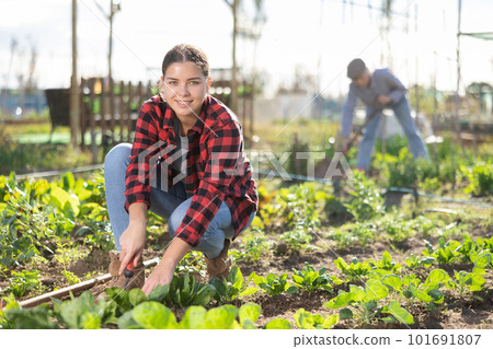 Young European female farmer using chopper for weeding beds of spinach on sunny day of spring 101691807
