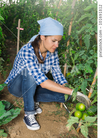 Happy farm owner picks ripe tomatoes on the field 101691812