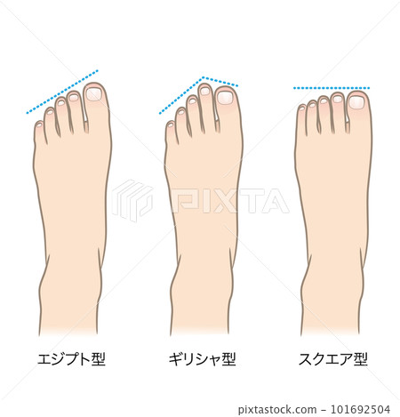 簡單插圖3種腳趾 簡單插圖3種腳趾 101692504