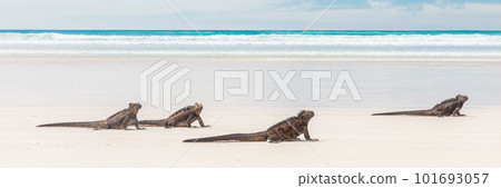 Galapagos Marine Iguanas relaxing on Tortuga bay beach, Santa Cruz Island, Galapagos Islands. Animals, wildlife photography banner landscape 101693057