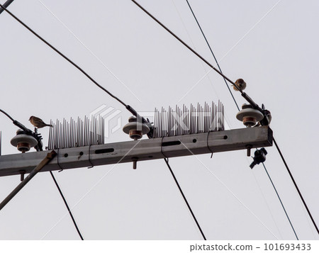 安裝防鳥裝置的電線桿和麻雀 安裝防鳥裝置的電線桿和麻雀 101693433