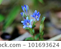 Blue flower gentian 101693624