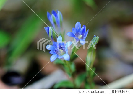 Blue flower gentian 101693624
