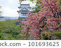 Tsuyama Castle stone wall and cherry blossoms 101693625