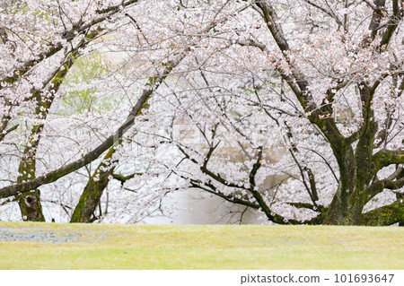 櫻花盛開的公園 草坪廣場 櫻花盛開的公園 草坪廣場 101693647