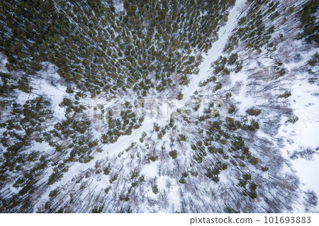 Aerial view of the road in the winter forest with high pine or spruce trees covered by snow. Driving in winter. Aerial view of the road in the winter forest with high pine or spruce trees covered by snow. Driving in winter. 101693883