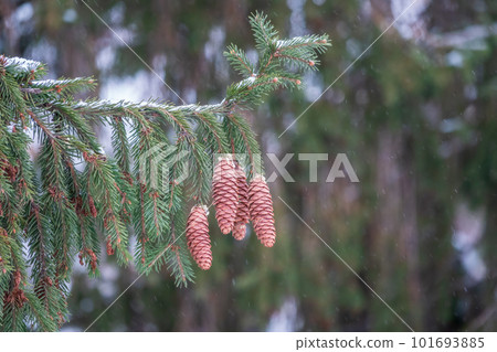 Green spruce branches with needles and cones in winter. Many cones on spruce. Green spruce branches with needles and cones in winter. Many cones on spruce. 101693885