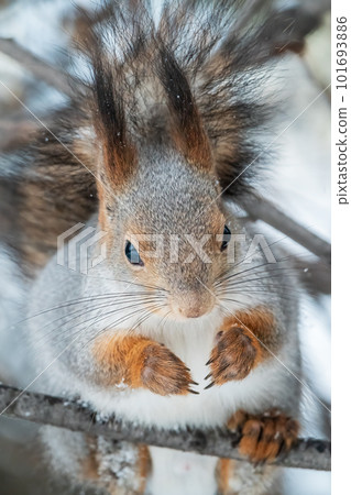 The squirrel with nut sits on tree in the winter or late autumn The squirrel with nut sits on tree in the winter or late autumn 101693886