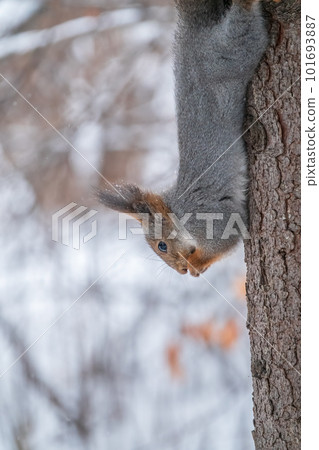 A squirrel sits upside down on a tree in winter and eats a nut A squirrel sits upside down on a tree in winter and eats a nut 101693887