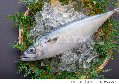 真鯖魚 101693992