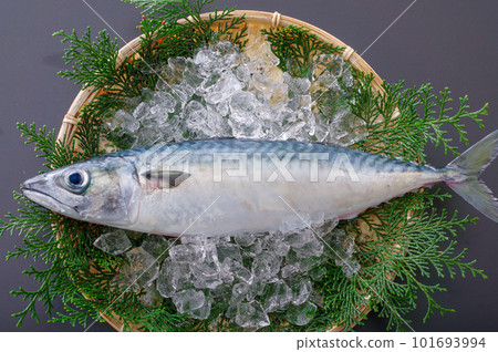 True mackerel 101693994