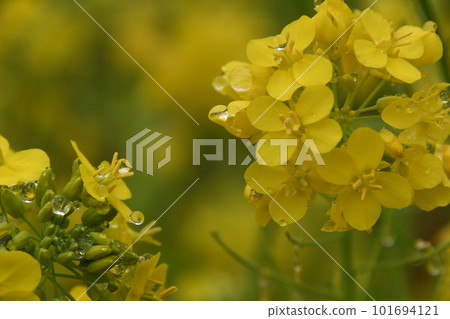 被雨打濕的油菜花 被雨打濕的油菜花 101694121