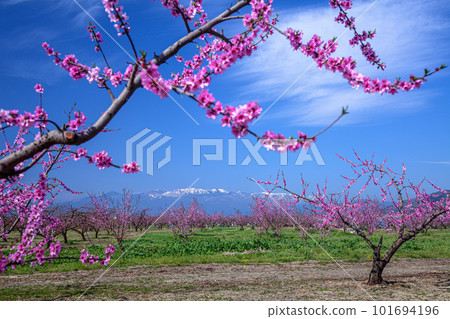  Peach blossoms 101694196