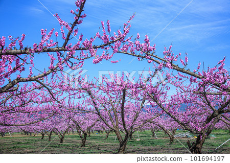  Peach blossoms 101694197