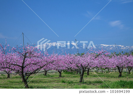  Peach blossoms 101694199