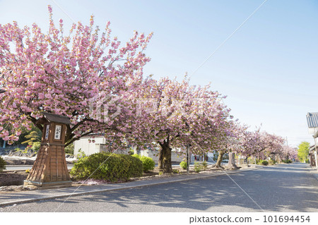 Double cherry blossoms at Shiroijuku, Shibukawa City, Gunma Prefecture 101694454